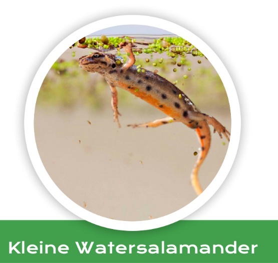 Watersalamander